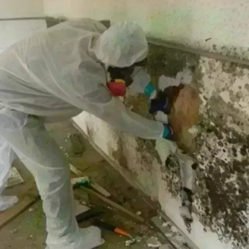 Mold Remediation and Removal in Berkley, MA